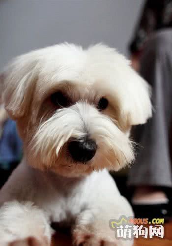 让孩子与宠物狗和平的相处