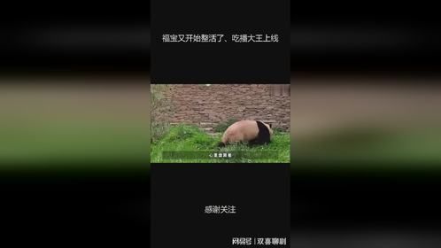 福宝又开始整活了、吃播大王上线