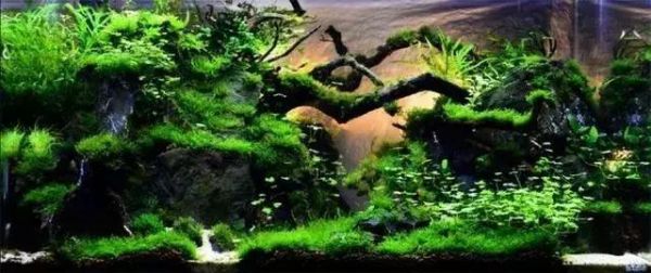 浅谈鱼缸造景中水草,石头,沉木的搭配原则