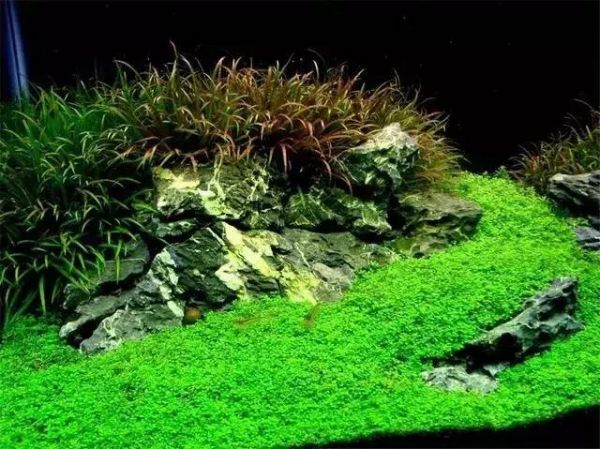 浅谈鱼缸造景中水草,石头,沉木的搭配原则