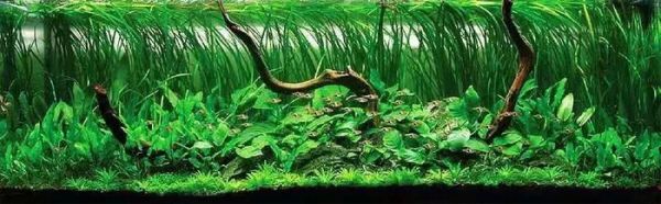 浅谈鱼缸造景中水草,石头,沉木的搭配原则