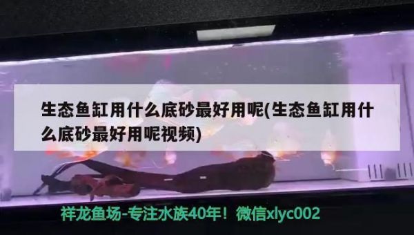生态鱼缸用什么底砂最好用呢(生态鱼缸用什么底砂最好用呢视频)(生态鱼缸用什么底砂) 未命名