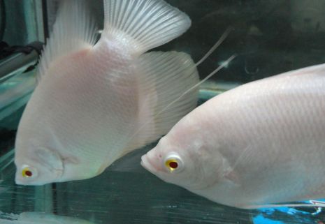 招财鱼水温度多少最佳?快来看看!