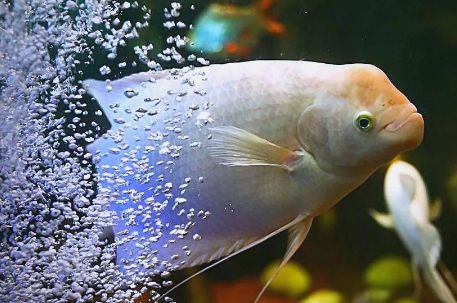 招财鱼水温度多少最佳?快来看看!