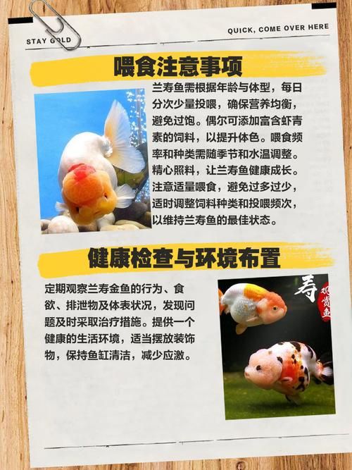 兰寿金鱼水怎么养绿(兰寿缸绿水要换吗)