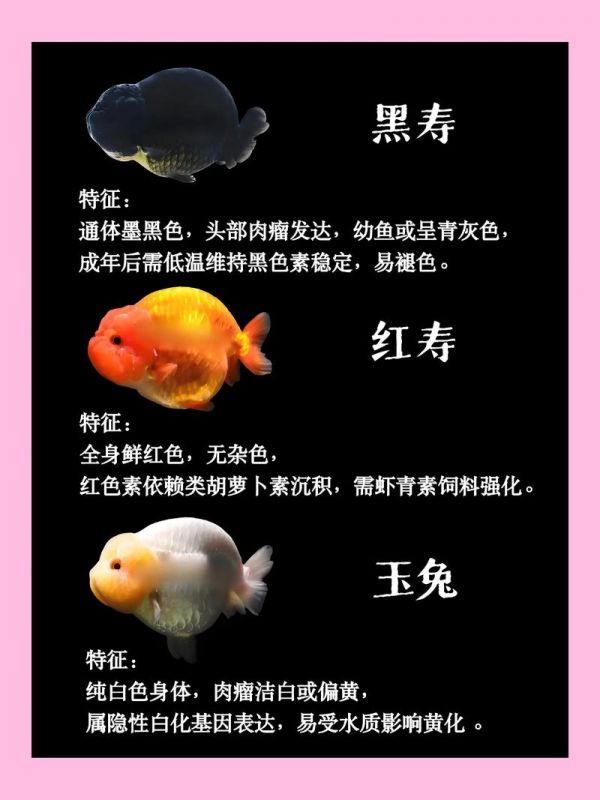 兰寿金鱼水怎么养绿(兰寿缸绿水要换吗)