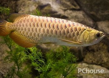 金龙鱼饲养环境