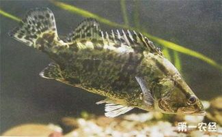 宠物鱼水霉病怎么办?快速治疗攻略!