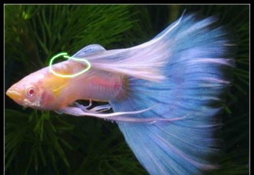 宠物鱼水霉病怎么办?快速治疗攻略!