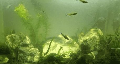 养鱼水不清澈怎么办