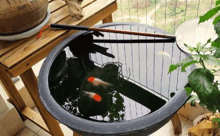 室外水缸养鱼水浑浊怎么办