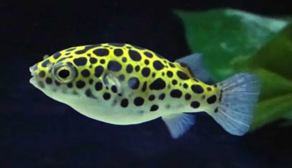 潜水艇鱼水温度多少最佳?我来告诉你答案!