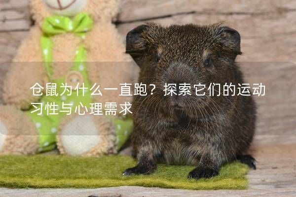 仓鼠为什么一直跑?探索它们的运动习性与心理需求