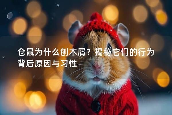 仓鼠为什么刨木屑?揭秘它们的行为背后原因与习性