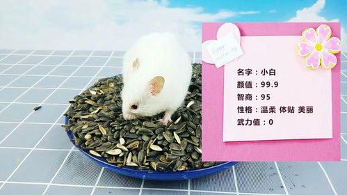 白熊仓鼠的习性有什么特别之处吗？