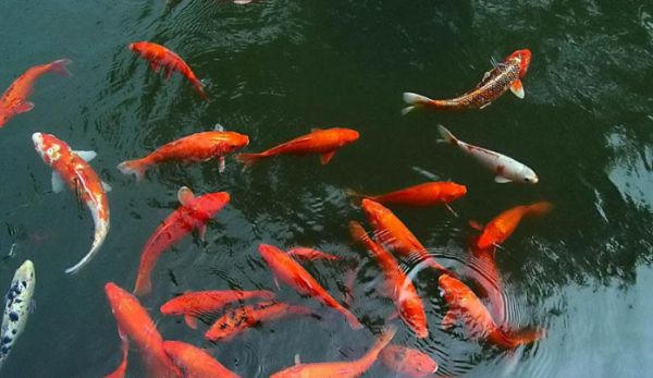 鱼儿入缸后应如何管理