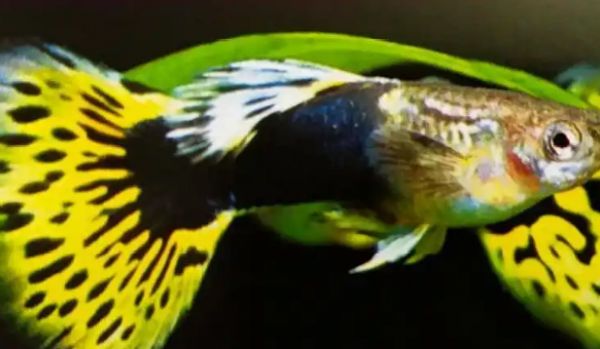 混养指南,孔雀鱼可以混养吗?