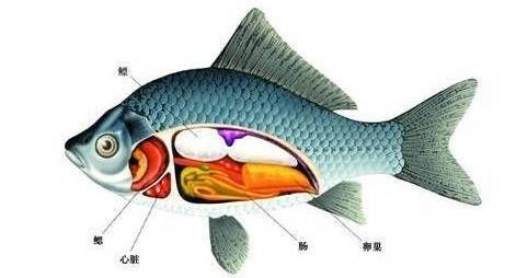 “鱼儿游动，宠物生活指南”