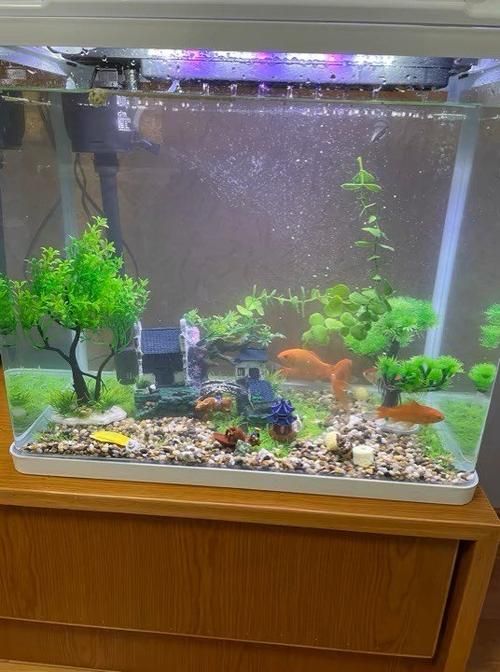 什么鱼缸适合养金鱼(买什么金鱼缸比较好)