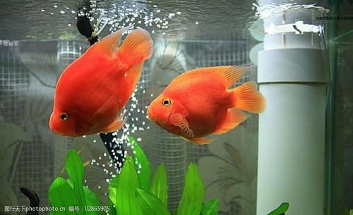 金鱼粪便处理指南:轻松解决宠物问题,打造清洁鱼缸环境