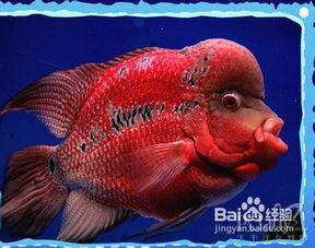 罗汉鱼饲养指南，宠物新手必读