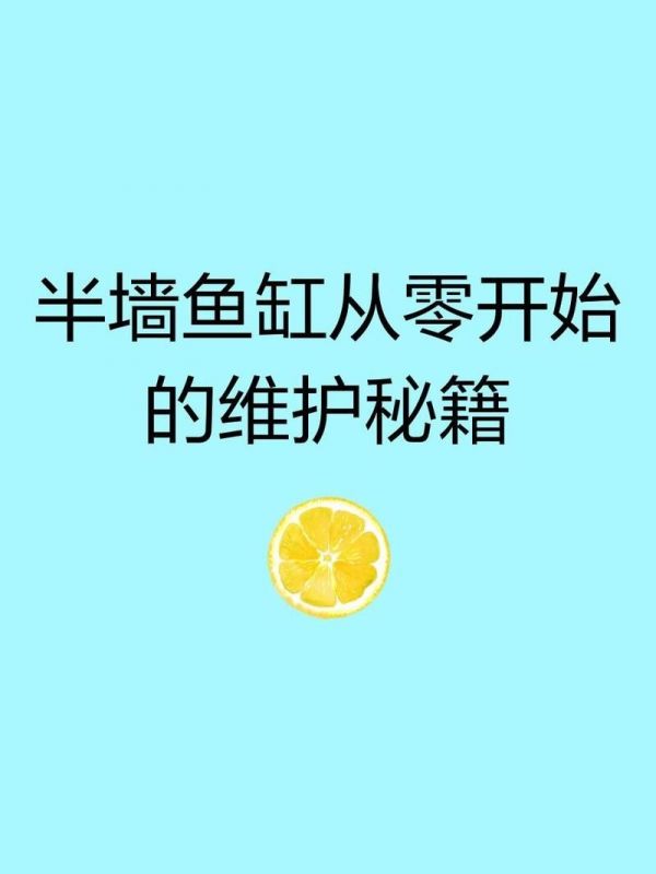 大庆鱼缸维护:大庆鱼缸全方位维护指南