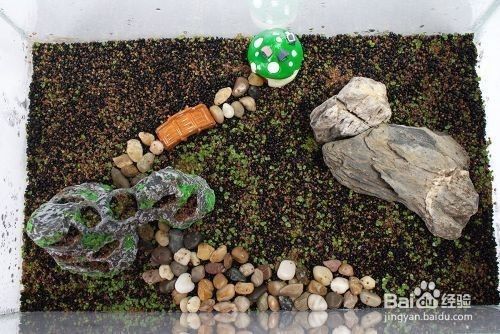 繁殖期鱼缸水草种植指南:水草繁殖期水质管理技巧