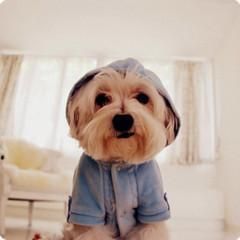 宠物服饰精选，品质生活必备！