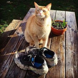 领养猫咪需要带什么(领养猫咪必备用品清单)