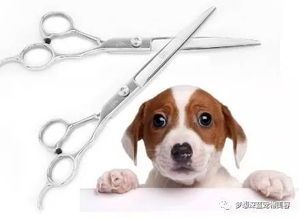 宠物美容用品大全?宠物美容必备用品推荐