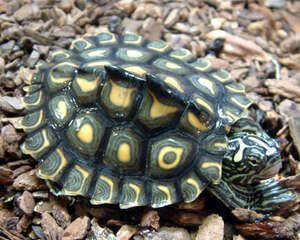 黄斑地图龟的外形特征