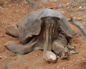 加拉帕戈斯象龟的品种简介