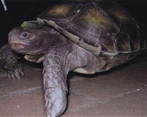 给陆龟吃兔粮真的好吗?