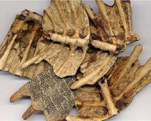 龟板的药用价值和加工方法
