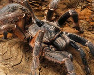 东非角巴布的外形特点