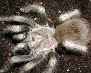 秘鲁金铜的品种简介