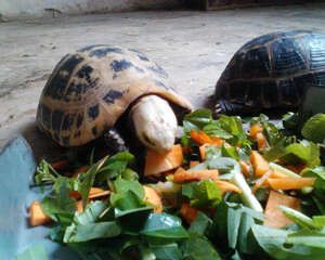 缅甸陆龟冬眠的个人经验