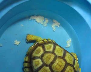 科普一下陆龟的排酸