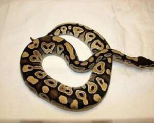 宠物蛇咬人吗?关于蛇的七大误区