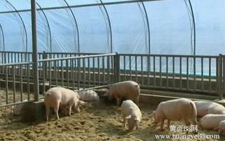 “宠物养殖新潮流：用鸡粪养鱼，小本创业大商机！”