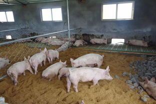 “宠物养殖新潮流：用鸡粪养鱼，小本创业大商机！”