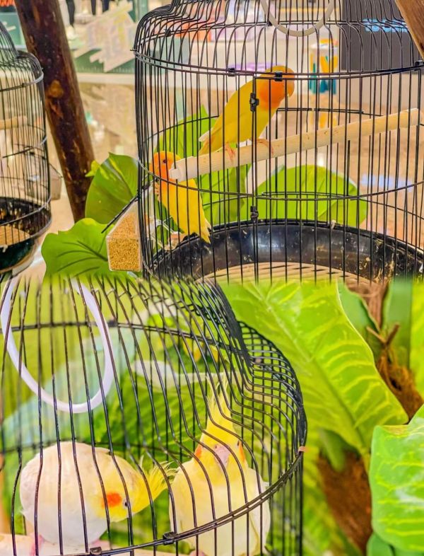 出售香猪租赁 狗熊出租