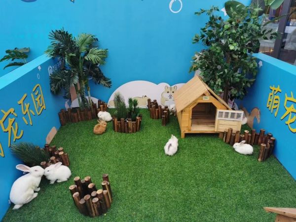 出售香猪租赁 狗熊出租