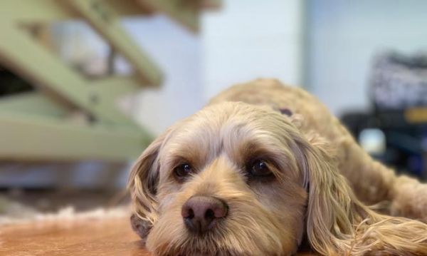 小狗消化不良拉什么屎？（了解小狗消化系统故障的迹象和处理方法）