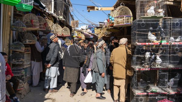 喀布尔,阿富汗,贾达伊·迈万德的鸟市照片摄影图片