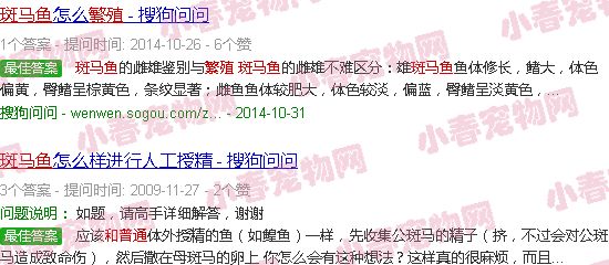 蝶翼斑马鱼和普通斑马鱼繁殖