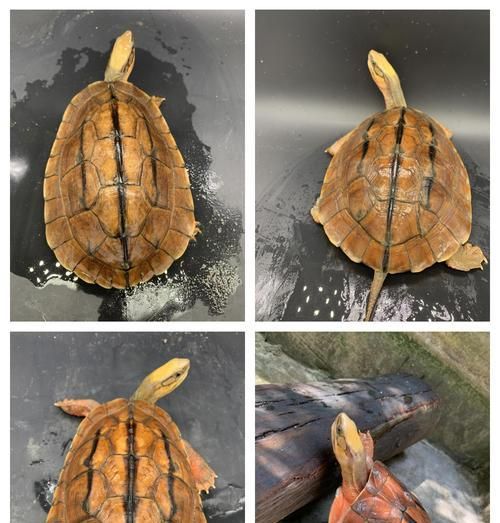 金钱龟（探索金钱龟濒危的原因和保护措施）