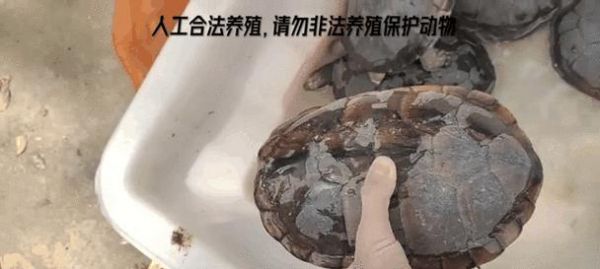 金钱龟（探索金钱龟濒危的原因和保护措施）