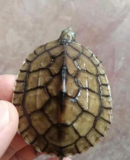 南石金钱龟有哪些特点