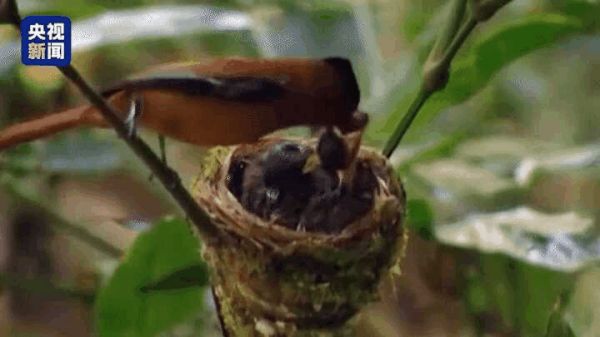 Thumbplayer Poster Plugin Image